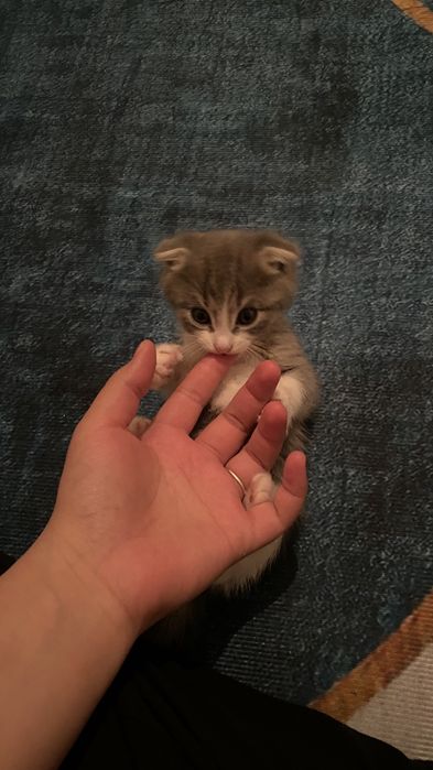 Мысық сатам бағасы 15000