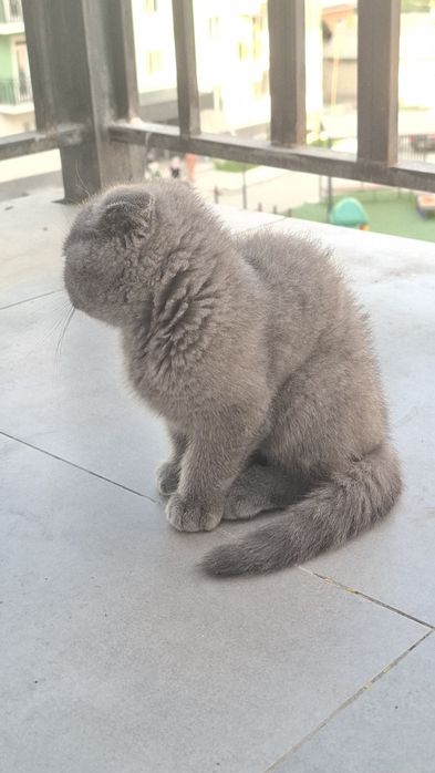 шотландская вислоухая