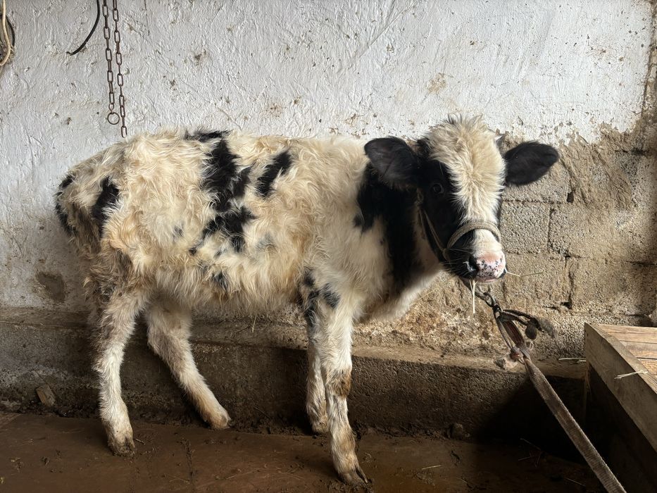 Бұзау, тана, корова