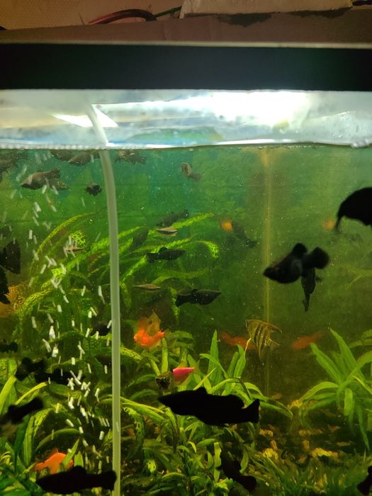 Продам аквариумные рыбки