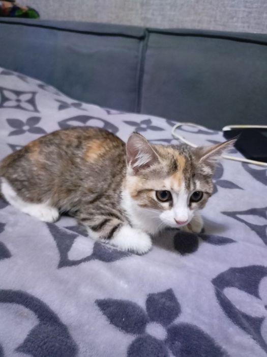 Пристраивается котёнок