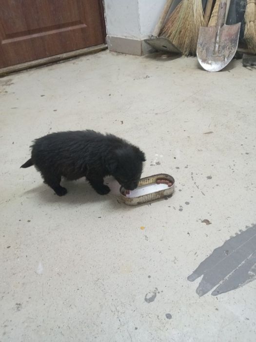 Отдам щенков в добрые руки