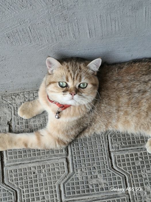 Vyazka zalatoy shinshila