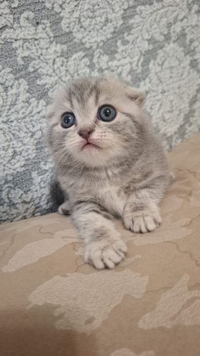 Котята скоттиш фолд и скоттиш страйт