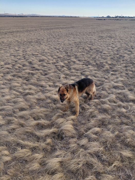 Чистый немецкий овчарка.