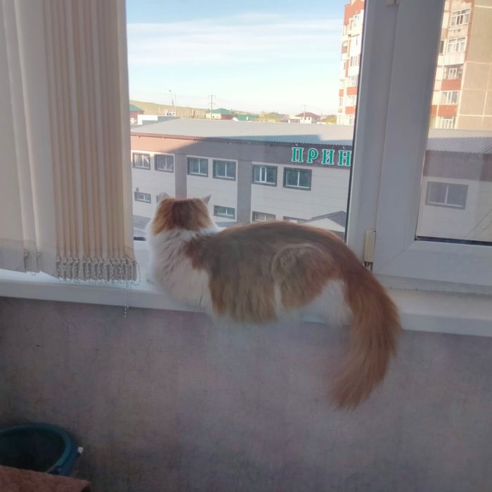 Котик Фома в добрые руки