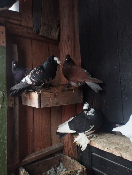 De vanzare porumbei incaltati si preoti saxoni