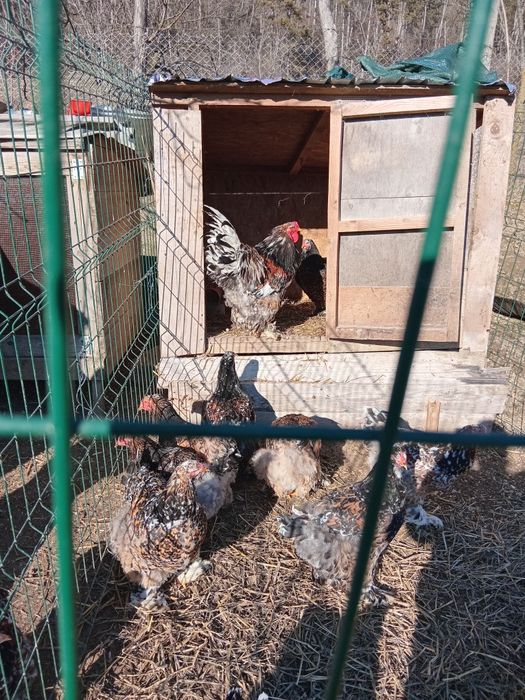 Ouă Brahma porțelan