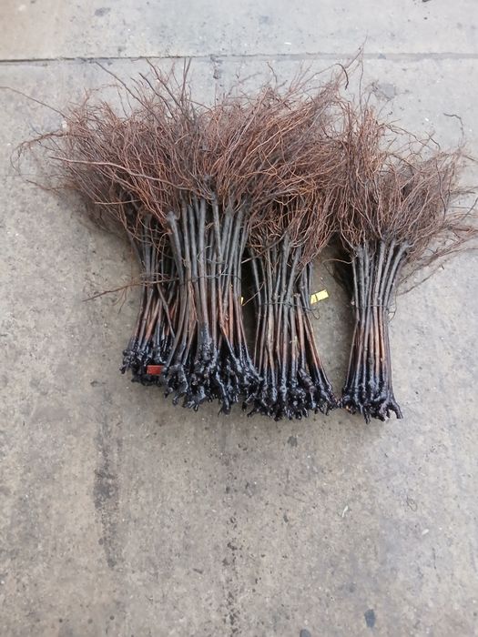 Butasi vitabde vie anul 3