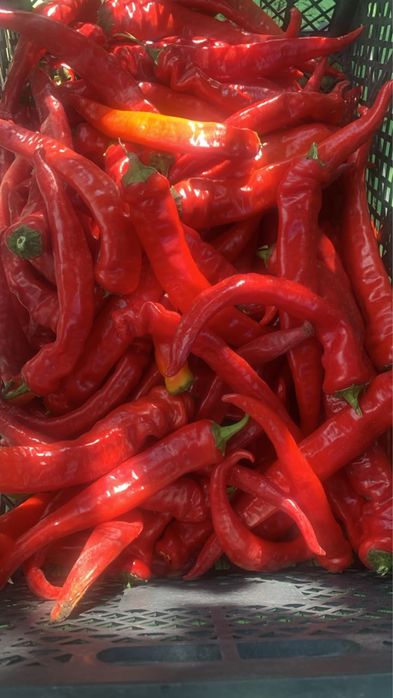 Продам горький перец домашний