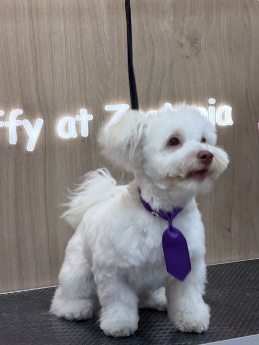 Bichon Maltez 8 luni