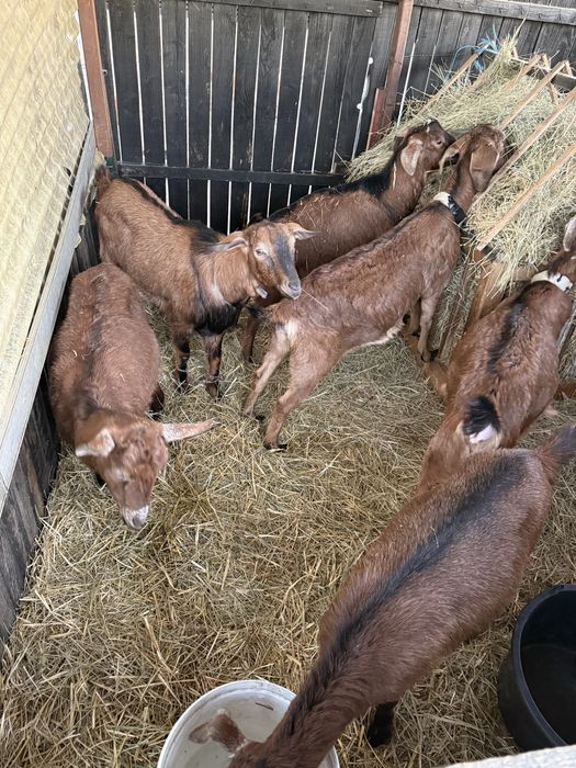 Vand iedute de 1 an gestante