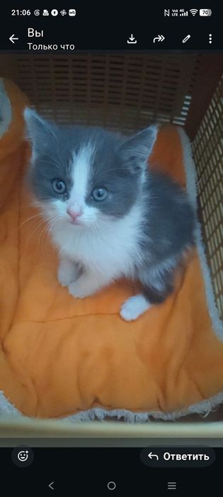 Отдам маленького котёнка