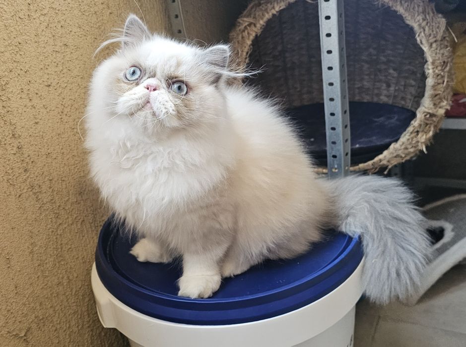 Персийски котенца