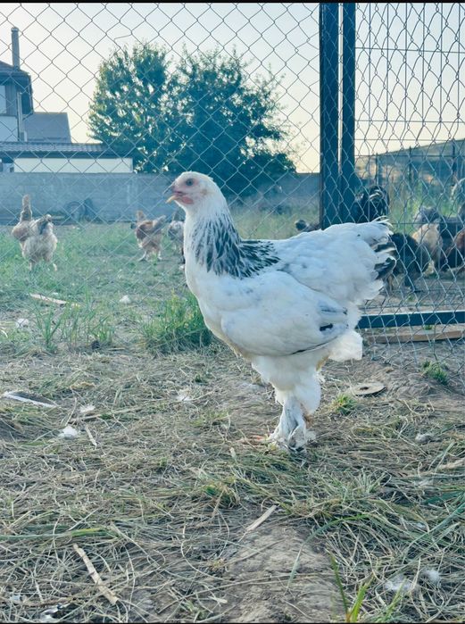 Oua pentru incubat - rasele Australorp & Brahma