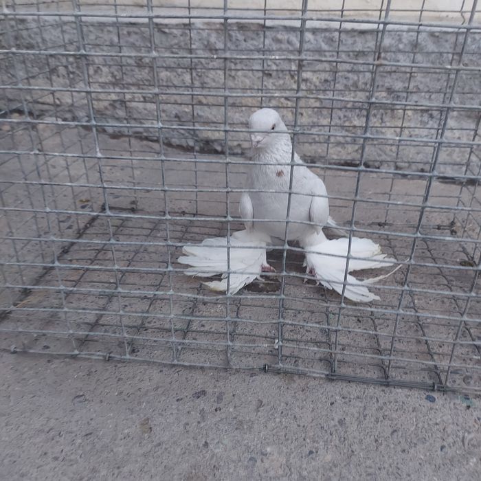 Буси самец тяга лет с игрой
