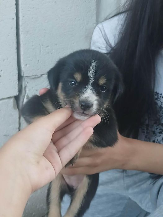 Catei donat 1 luna