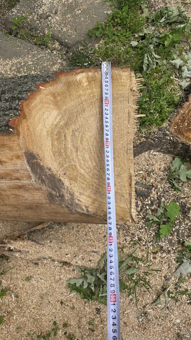 Trunchi stejar 8m vechi ~50 ani – mobilier rustic / grinzi / debitare.