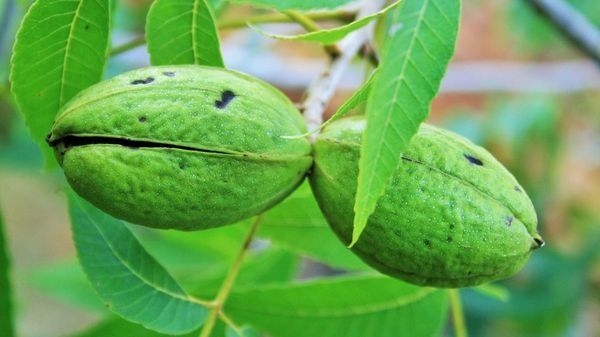 Nuc Pecan (Soiul Texas )