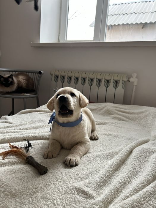 Лабрадор золотистый ретривер