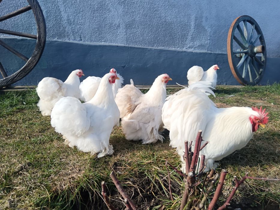 Oua incubat cochinchina pitic