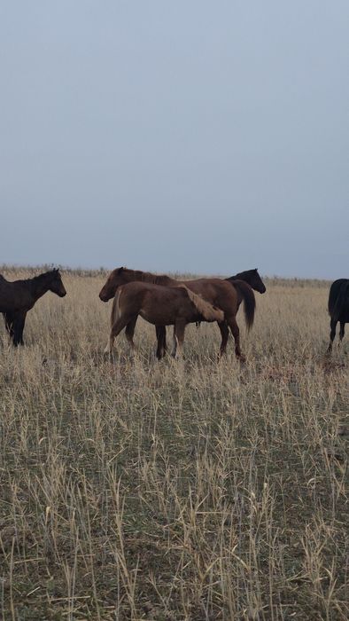 40  бас жабағы сатылады