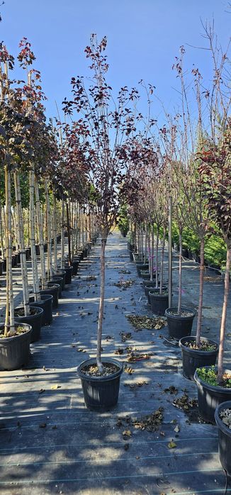 Mestecan pendular,catalp,prunus,tei,artar etc.