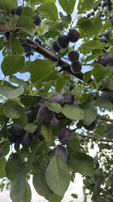 Vand prune de masa