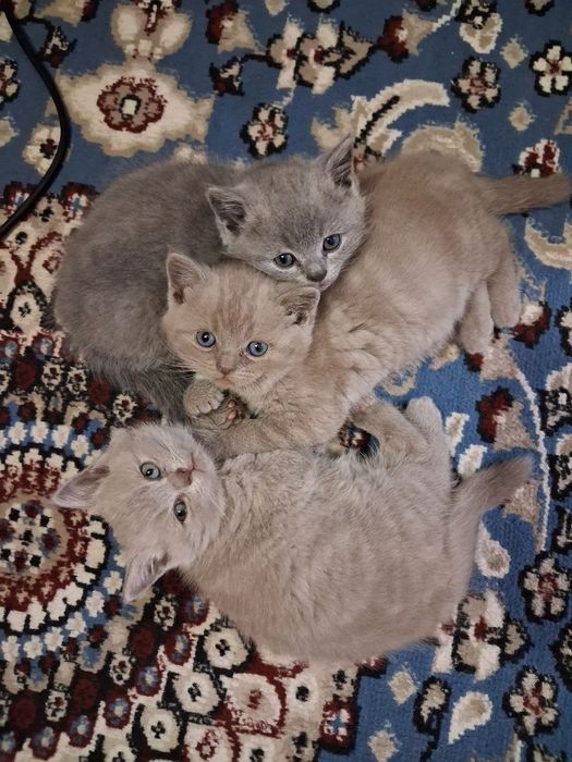 Продаются котята