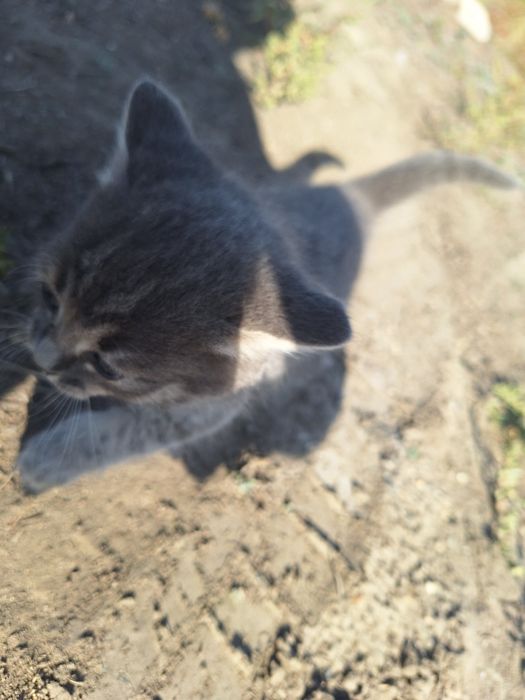 Отдам в добрые руки котят