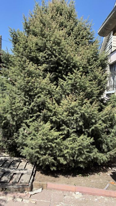 Продаётся ёлка живая