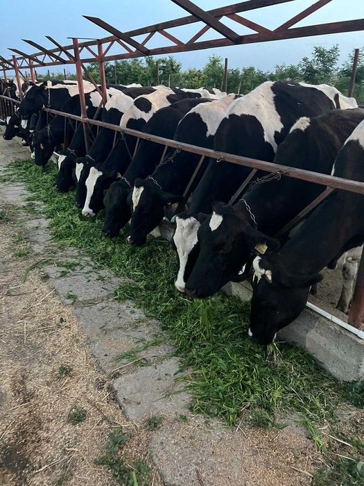 Sorg si iarba de sudan-multiple coase, sol sarac/seceta, 25kg