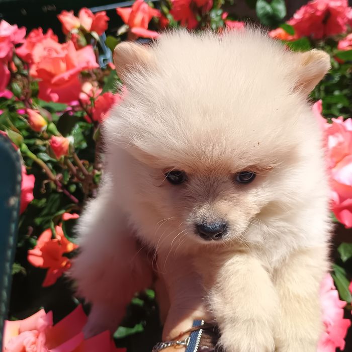 Pomeranian Mini Toy