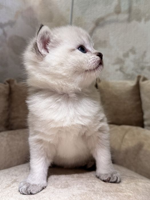 Продается кошкаа