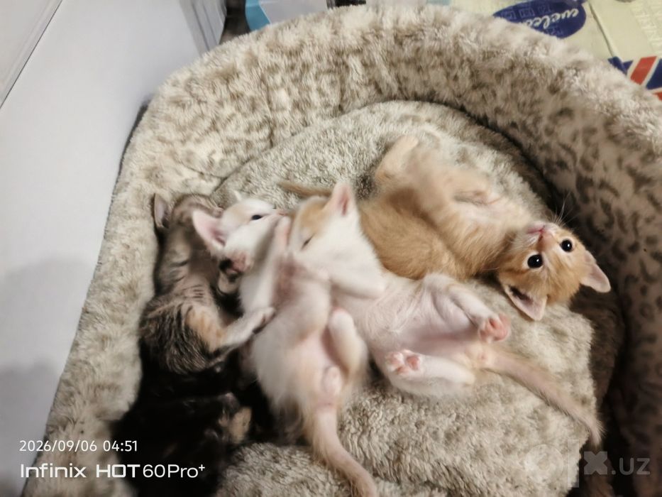 Котята от мамы Сфинкса