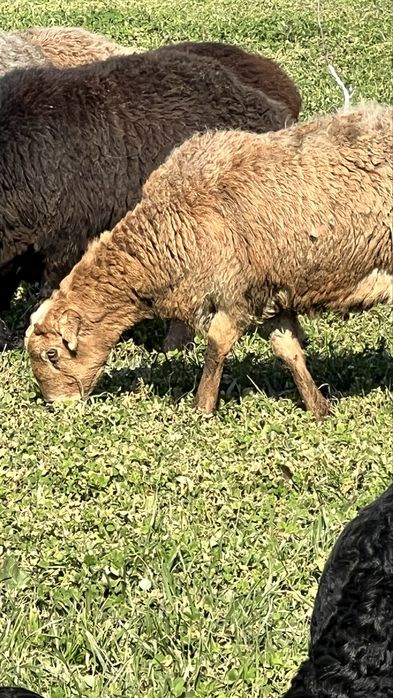 Sotildi……………………….