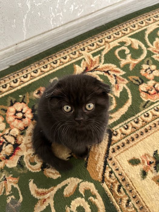 Скотиш страйт/фолд