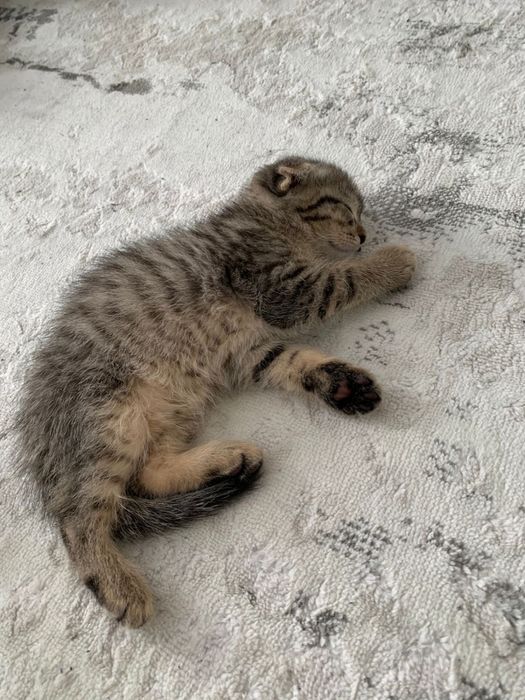 Отдам котенка в добрые руки