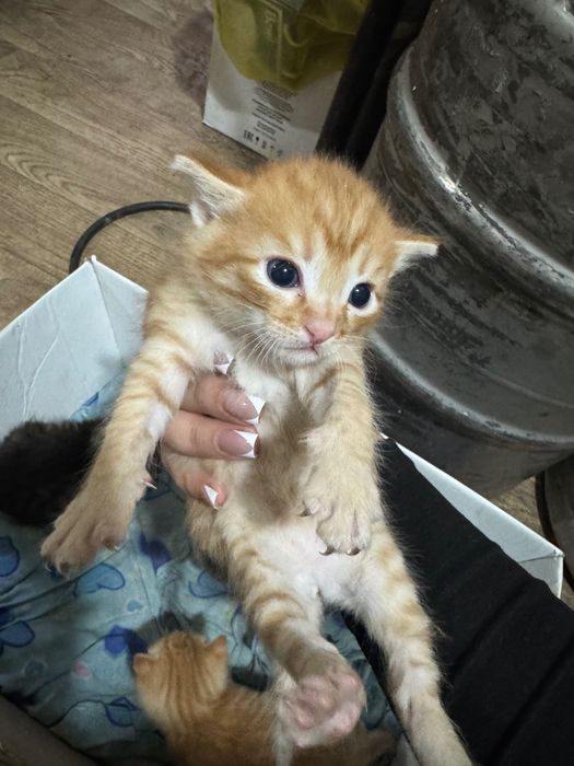 Отдам котят в хорошие руки