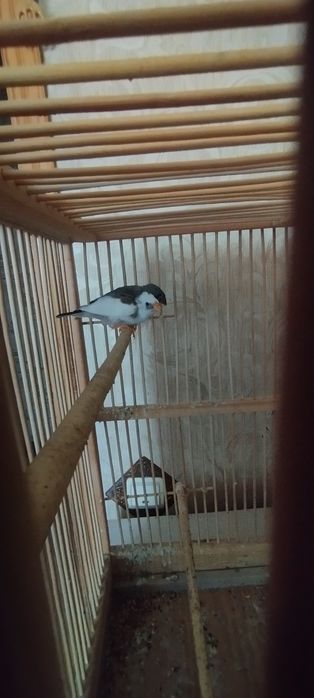 Продам птиц амадинов молодые