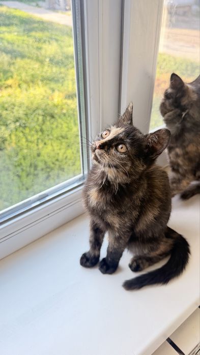 Котенок бесплаино