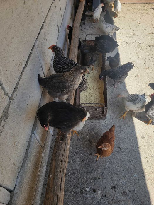 Vând pui de 6 saptamani