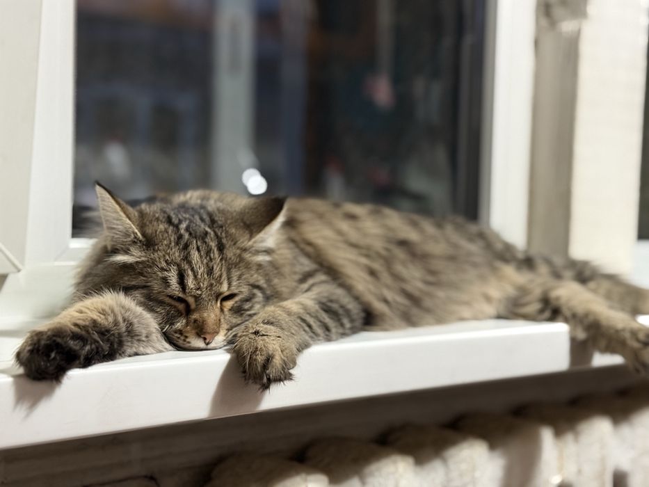 Отдается кот в добрые руки очень срочно