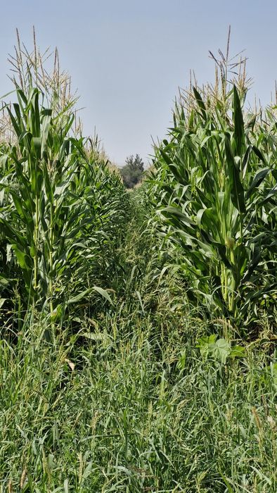 Кукуруза (силос с поля)