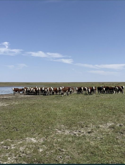 Ipi кара 7 бас, бие жабагысымен