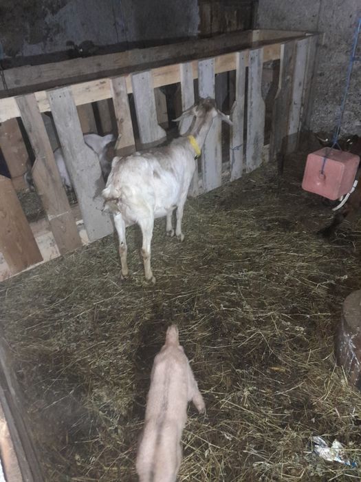 Capre la prima fătare cu iezi