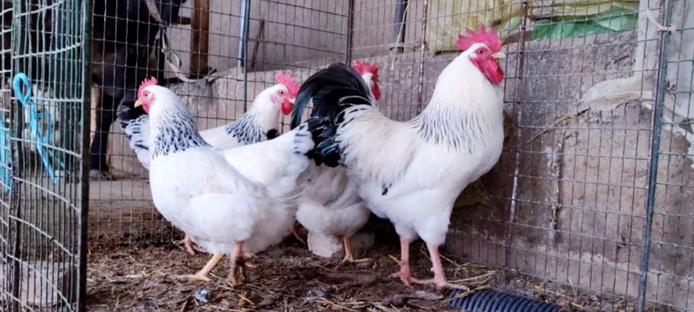 Серебристый Адлер