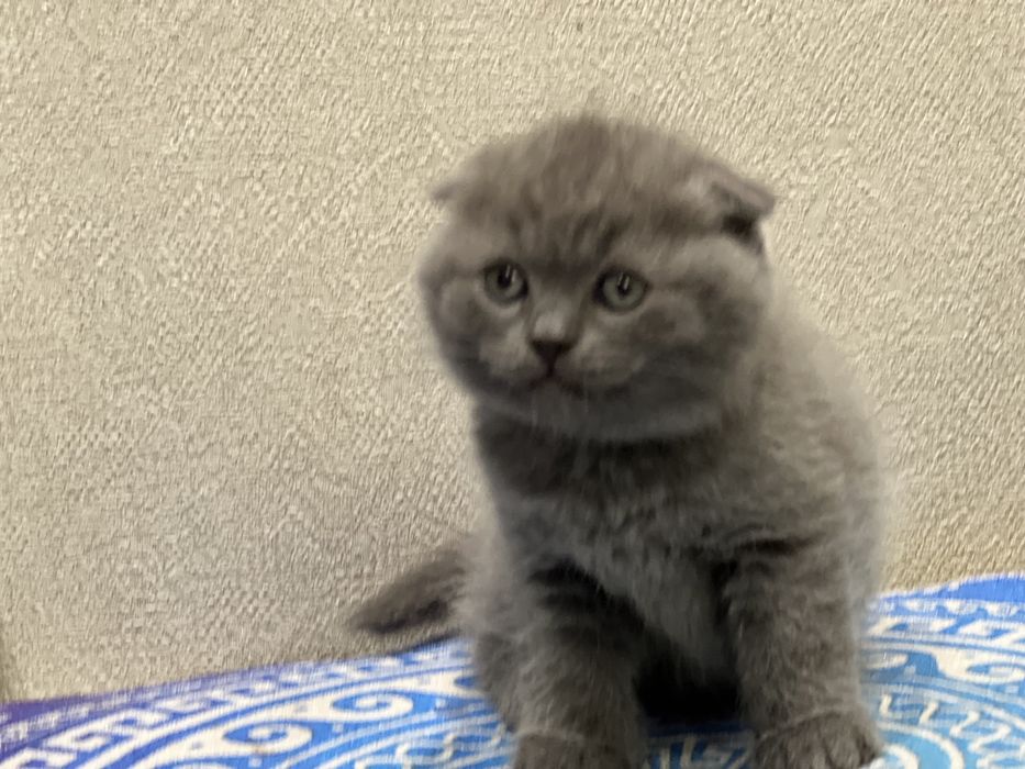 Фолд, страйт,шотландские