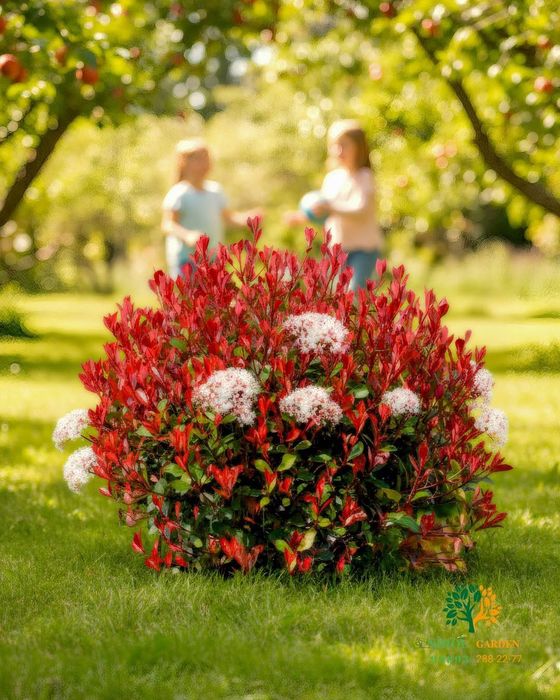 Фотиния кучатларига заказ оламиз оптом