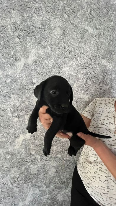 Малыши  Лабрадора